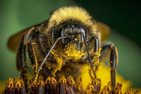 How to Photograph Bees | Nature TTL