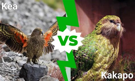 Kea Vs. Kakapo: What's the Difference?