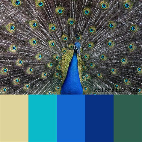 Peacock - A stunning palette derived from the plumage of a peacock ...