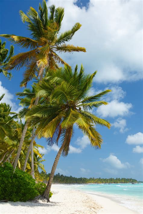 Palm Trees On The Beach Free Stock Photo - Public Domain Pictures