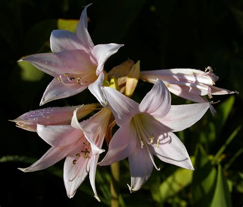 File:Amaryllis belladonna flowers.jpg - Wikimedia Commons