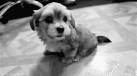 The Absolutely Cutest Puppy GIFs Ever