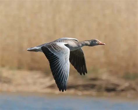 Greylag Goose - Facts, Diet, Habitat & Pictures on Animalia.bio