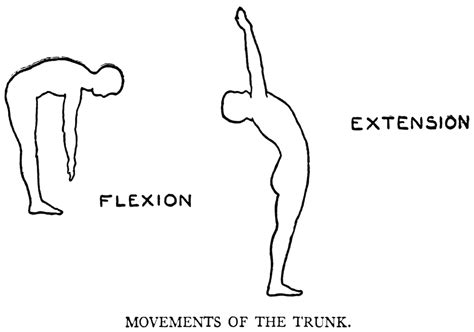 Lumbar Flexion And Extension - Movement, ROM, Exercises