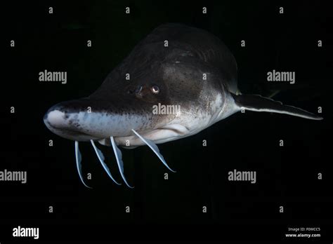 Beluga sturgeon huso huso hi-res stock photography and images - Alamy