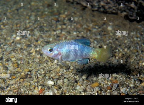 Pupfish habitat in death valley hi-res stock photography and images - Alamy