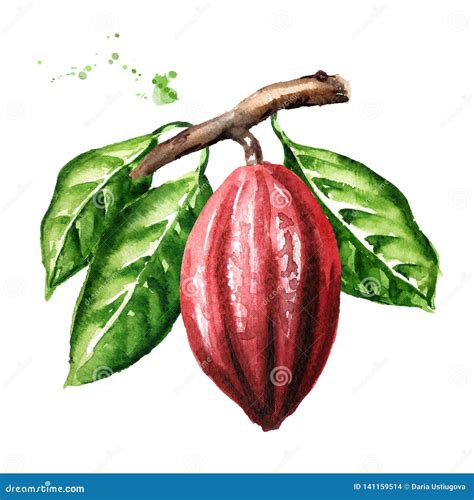 Cocoa Pod On The Branch. Superfood. Watercolor Hand Drawn Illustration Isolated On White ...