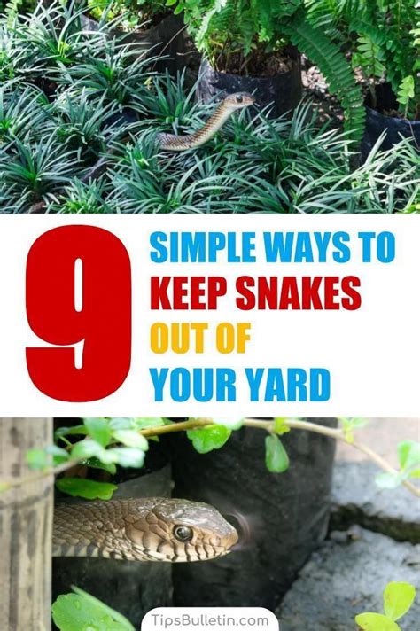 Learn how to make snake repellent using essential oils and other simple ...