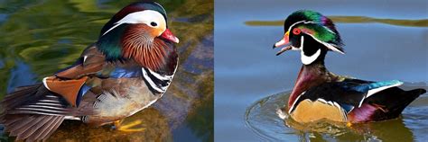 Mandarin Duck Vs Wood Duck: Differences