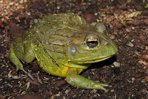 Giant Bullfrog (Pyxicephalus adspersus) | BDI