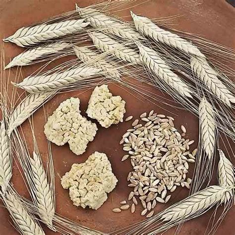 Emmer Wheat: Ancient Bread Rediscovered-Food-Heirloom Gardener | Ancient, Wheat, Interesting ...