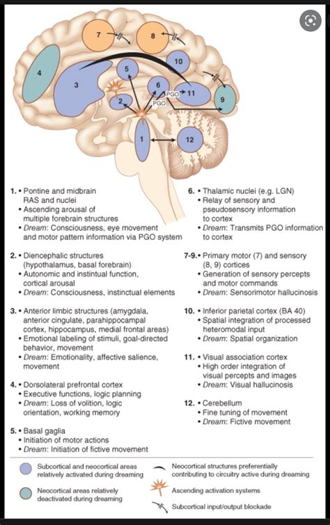 Oren Gottfried, MD on Twitter: "Neuroanatomy and Neurophysiology of ...