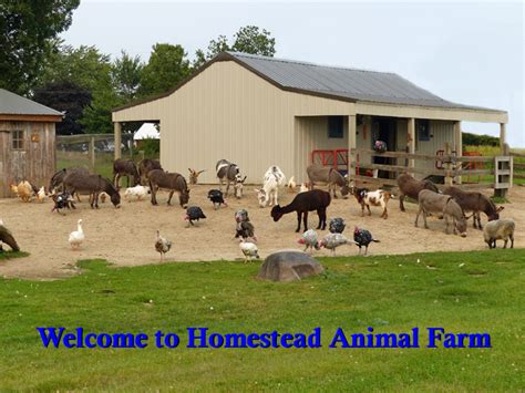 Homestead Animal Farm - Family Fun, Pumpkins, School & Group Tours, Miniature (Mini) Animals ...