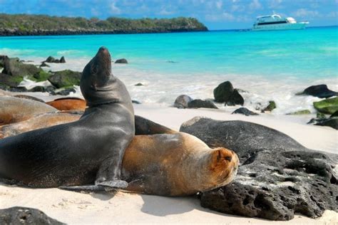 ¿Qué hay en las Islas Galapagos?