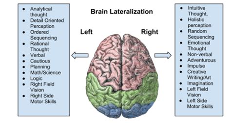 Brain Training: Improve Your Neuroplasticity in 9 Easy Steps | HealDove