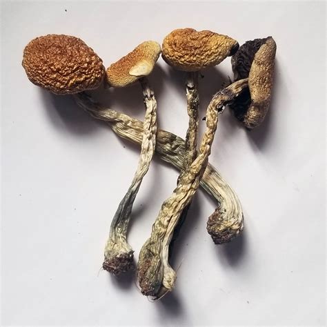 Buy Psilocybe cubensis B+ | Online Psychedelics Store