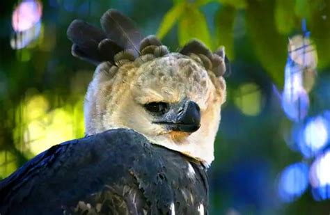 Harpy Eagle Hunting Sloth