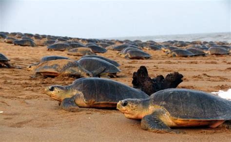 Gahirmatha Marine Sanctuary is a very popular tourist attraction of Odisha in India. It is a ...