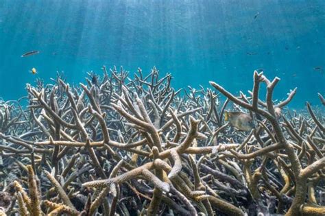 Acropora spp. coral still thrives in the holdout refuge of Coral ...