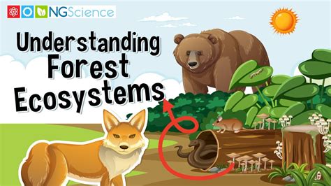 Understanding Forest Ecosystems - YouTube