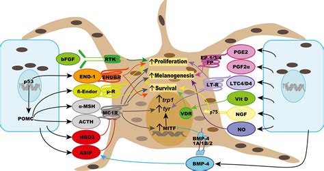 Participation of keratinocyte‐ and fibroblast‐derived factors in melanocyte homeostasis, the ...