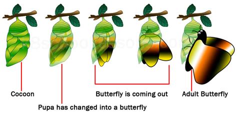 Butterfly Life Cycle Pupa