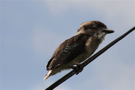 File:Laughing kookaburra baby.JPG - Wikimedia Commons