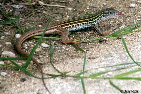 Texas spotted whiptail - Alchetron, The Free Social Encyclopedia