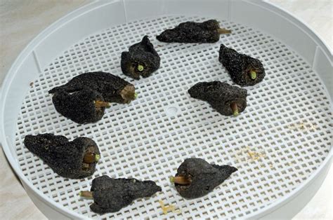 Drying Poblano Peppers - Ancho Peppers Poblano Chili, Ancho Chili ...