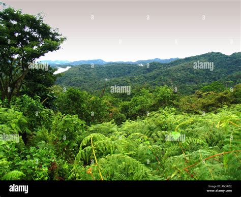 High Altitude rainforest Mountain Gorilla Habitat Stock Photo: 5028817 - Alamy