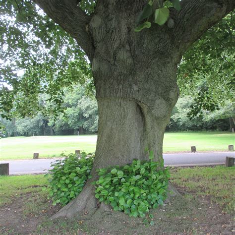 Tilia tomentosa 'Petiolaris' in Heath Park