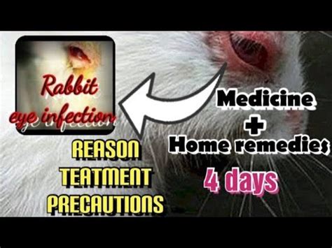 Rabbit eye infection || Rabbit eye infection treatment || Rabbit eye ...