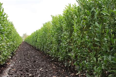 Schip Cherry Laurel (Prunus laurocersasus 'Schipkaensis') Hedges | Schip laurel, Evergreen hedge ...