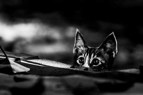 The Mysterious Lives Of Cats Captured In Black And White Photography ...