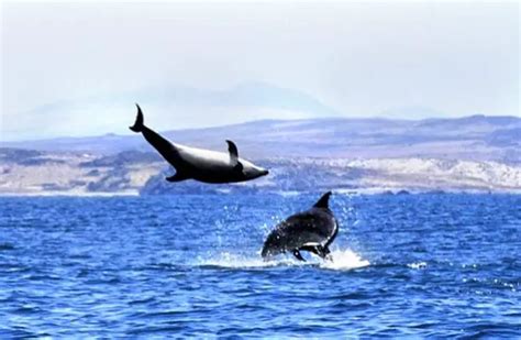 Black Dolphin - Description, Habitat, Image, Diet, and Interesting Facts