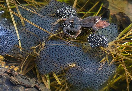 Wood frog, Toad or Salamander Eggs? | Dyken Pond Environmental Education Center