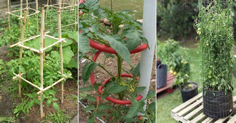 18 DIY Tomato Cage And Stake Ideas | Balcony Garden Web