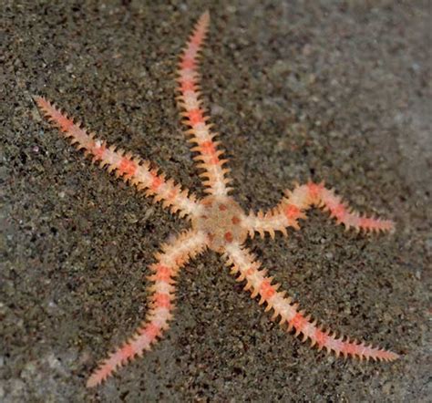 Brittle Star (Ophiopholis kennerlyi Brittle Star). Pillar Point ...