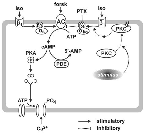 Schematic diagram. Signaling pathways mediating β 1-adrenergic receptor... | Download Scientific ...