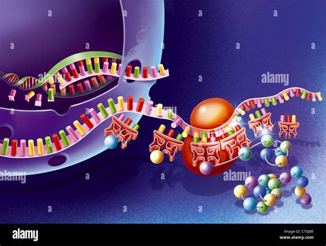 La síntesis de proteínas, dibujo Fotografía de stock - Alamy