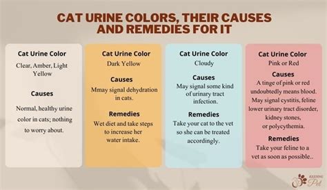 Cat Urine Color Chart—An Ultimate Guide to Your Cat’s Pee - Keeping Pet