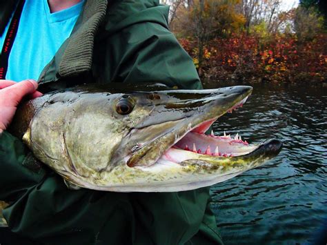 Muskie Teeth : Fishing