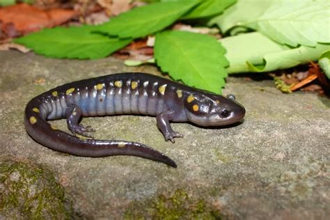 Spotted salamander Stock Photos, Royalty Free Spotted salamander Images ...