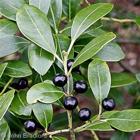 Evergreen Ink Berry Holly Seeds Ilex glabra 30Seeds | Etsy