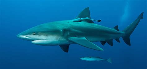 The Aggressive and Fearsome Bull Shark | Critter Science