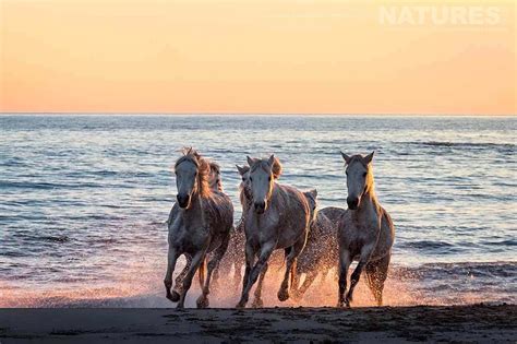 Wild White Horses at sunset in the Camargue - News - NaturesLens