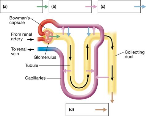 In this schematic of urine production in a nephron, label the fou... | Channels for Pearson+