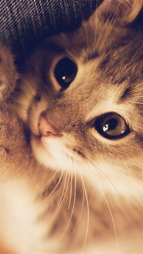 Really Cute Cat Wallpapers - Top Free Really Cute Cat Backgrounds - WallpaperAccess