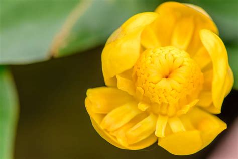 Nuphar japonica - Japanese Pond Lily - Spatterdock - Pond Lily - Yellow Pond Lily - New York ...