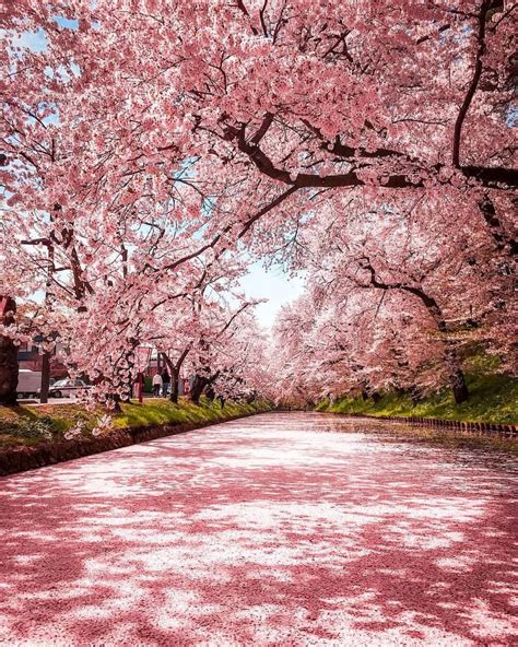 Cherry blossoms in Japan from @traveler_sui ?? | Japan travel ...